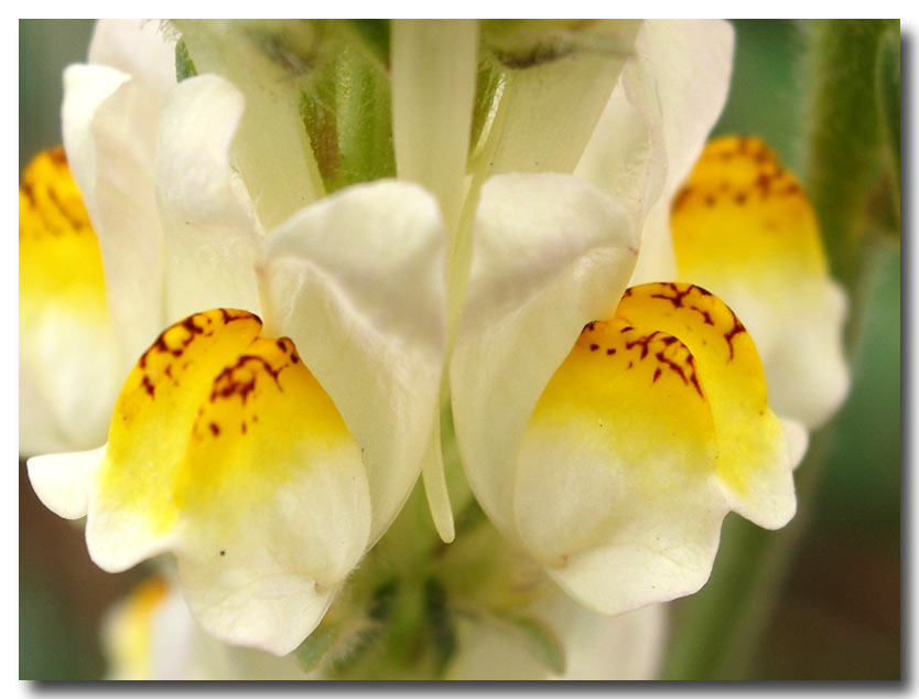 Linaria multicaulis / Linajola siciliana